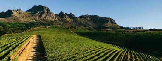 A History of the South African Wine Industry