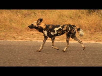 Painted Wolf Lightning Sauvignon Blanc 750 ml